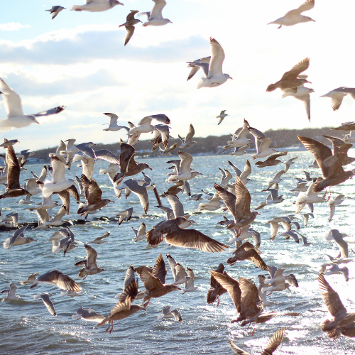 Fuglesikring - Forebygg mot sykdommer, tilgrising, og forstyrrelser /Files/Images/Fuglesikring - Magasin.png